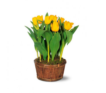 Le plant de tulipes jaune